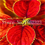 Hot Sale 100 pcs Rare Exotic Coleus Bonsai Flowers Potted Bonsai Garden Courtyard Balcony Begonia Flower Plants Mix Colors